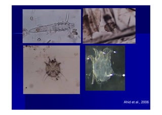 Ahid et al., 2006
 