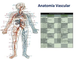 Anatomia Vascular
 
