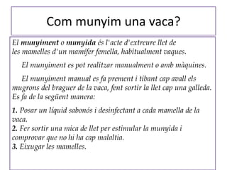 Com munyim una vaca? El  munyiment  o  munyida  és l'acte d'extreure llet de les mamelles d'un mamífer femella, habitualment vaques. El munyiment es pot realitzar manualment o amb màquines. El munyiment manual es fa prement i tibant cap avall els  mugrons del braguer de la vaca, fent sortir la llet cap una galleda. Es fa de la següent manera: 1.  Posar un líquid sabonós i desinfectant a cada mamella de la vaca. 2.  F er sortir una mica de llet per estimular la munyida i comprovar que no hi ha cap malaltia. 3.  Eixugar les mamelles. 
