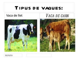 Tipus de vaques: Vaca de carn Vaca de llet 