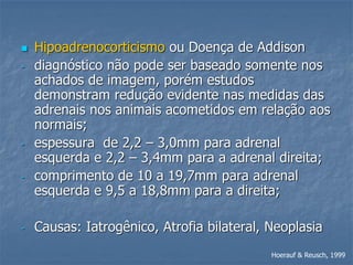  Hipoadrenocorticismo ou Doença de Addison
- diagnóstico não pode ser baseado somente nos
achados de imagem, porém estudos
demonstram redução evidente nas medidas das
adrenais nos animais acometidos em relação aos
normais;
- espessura de 2,2 – 3,0mm para adrenal
esquerda e 2,2 – 3,4mm para a adrenal direita;
- comprimento de 10 a 19,7mm para adrenal
esquerda e 9,5 a 18,8mm para a direita;
- Causas: Iatrogênico, Atrofia bilateral, Neoplasia
Hoerauf & Reusch, 1999
 