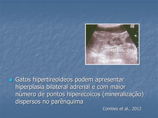  Gatos hipertireoideos podem apresentar
hiperplasia bilateral adrenal e com maior
número de pontos hiperecoicos (mineralização)
dispersos no parênquima
Combes et al., 2012
 