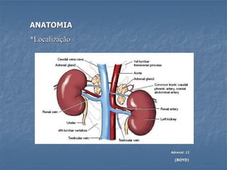 *Localização
Adrenal: 12
(BOYD)
ANATOMIA
 