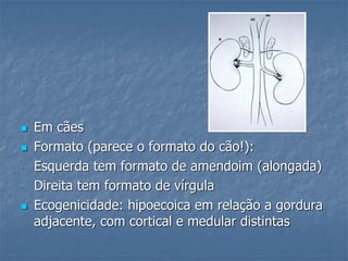  Em cães
 Formato (parece o formato do cão!):
- Esquerda tem formato de amendoim (alongada)
- Direita tem formato de vírgula
 Ecogenicidade: hipoecoica em relação a gordura
adjacente, com cortical e medular distintas
 