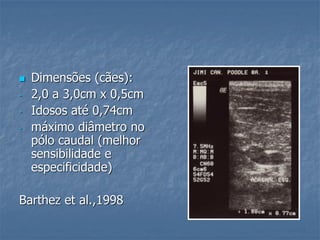  Dimensões (cães):
- 2,0 a 3,0cm x 0,5cm
- Idosos até 0,74cm
- máximo diâmetro no
pólo caudal (melhor
sensibilidade e
especificidade)
Barthez et al.,1998
 