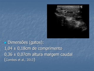  Dimensões (gatos):
1,04 ± 0,18cm de comprimento
0,36 ± 0,07cm altura margem caudal
(Combes et al., 2013)
 