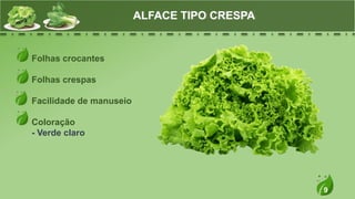 9
Folhas crocantes
Folhas crespas
Facilidade de manuseio
Coloração
- Verde claro
ALFACE TIPO CRESPA
 