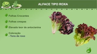 11
Folhas Crocantes
Folhas crespas
Elevado teor de antocianina
Coloração
- Tons de roxo
ALFACE TIPO ROXA
 