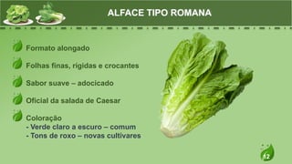 12
Formato alongado
Folhas finas, rígidas e crocantes
Sabor suave – adocicado
Oficial da salada de Caesar
Coloração
- Verde claro a escuro – comum
- Tons de roxo – novas cultivares
ALFACE TIPO ROMANA
 