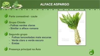 14
Parte comestível - caule
Grupo Chinês
- Folhas verdes claras
- Similar a alface romana
Segundo grupo
- Folhas lanceoladas mais escuras
- Verde claro a verde escuro
- Eretas
Presença principal na Ásia
ALFACE ASPARGO
 
