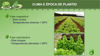 16
Fase vegetativa
- Dias curtos
- Temperaturas amenas < 20ºC
Fase reprodutiva
- Dias longos
- Temperaturas elevadas > 20ºC
CLIMA E ÉPOCA DE PLANTIO
 