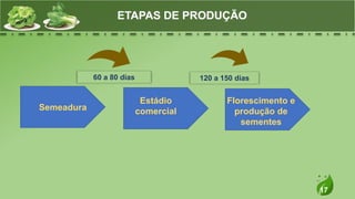 17
ETAPAS DE PRODUÇÃO
Semeadura
Florescimento e
produção de
sementes
Estádio
comercial
60 a 80 dias 120 a 150 dias
 