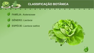 1
FAMÍLIA: Asteraceae
GÊNERO: Lactuca
ESPÉCIE: Lactuca sativa
CLASSIFICAÇÃO BOTÂNICA
 