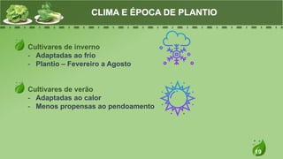 19
Cultivares de inverno
- Adaptadas ao frio
- Plantio – Fevereiro a Agosto
Cultivares de verão
- Adaptadas ao calor
- Menos propensas ao pendoamento
CLIMA E ÉPOCA DE PLANTIO
 