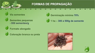 20
Via sementes
Sementes pequenas
- 950 sementes/g
Formato alongado
Coloração branca ou preta
FORMAS DE PROPAGAÇÃO
Germinação mínima 70%
1 ha – 300 a 500g de semente
 