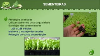 22
Produção de mudas
Utilizar sementes de alta qualidade
Bandejas descontaminadas
- 200 a 288 células
Melhora o manejo das mudas
Redução do custo de produção
SEMENTEIRAS
 