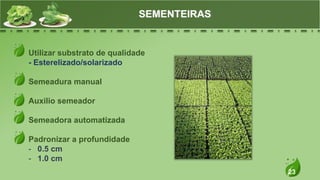 23
Utilizar substrato de qualidade
- Esterelizado/solarizado
Semeadura manual
Auxilio semeador
Semeadora automatizada
Padronizar a profundidade
- 0.5 cm
- 1.0 cm
SEMENTEIRAS
 