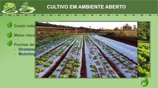 25
Custo reduzido
Maior risco de perdas
Formas de cultivo
- Diretamente nos canteiros
- Mulching
CULTIVO EM AMBIENTE ABERTO
 