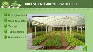 26
Condição climática de cultivo
Casa de vegetação
Telados
Túneis baixos
Possibilita o cultivo o ano todo
CULTIVO EM AMBIENTE PROTEGIDO
 