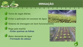 29
Turno de regas diárias
Evitar a aplicação em excesso de água
Sistema de drenagem em bom funcionamento
Rega pela manhã
- Evitar queimar as folhas
Maior demanda de água
- Formação da cabeça
IRRIGAÇÃO
 