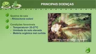 33
Queima da saia
- Rhizoctonia solani
Condições favoráveis
- Temperatura> 25-27ºC
- Umidade do solo elevada
- Matéria orgânica mal curtida
PRINCIPAIS DOENÇAS
 