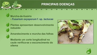 35
Murcha-de-fusário
- Fusarium oxysporum f. sp. lactucae
Plantas apresentam desenvolvimento
reduzido
Amarelecimento e murcha das folhas
Mediante um corte longitudinal no
caule verifica-se o escurecimento do
xilema
PRINCIPAIS DOENÇAS
 