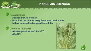 36
Pseudomonas
- Pseudomonas cichorii
- Manchas necróticas irregulares nos bordos das
folhas ou espalhadas pelo limbo foliar
Condição favorável
- Alta temperatura de 20 – 35ºC
- Alta UR
PRINCIPAIS DOENÇAS
 
