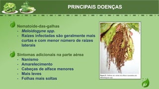 37
Nematoide-das-galhas
- Meloidogyne spp.
- Raízes infectadas são geralmente mais
curtas e com menor número de raízes
laterais
Sintomas adicionais na parte aérea
- Nanismo
- Amarelecimento
- Cabeças de alface menores
- Mais leves
- Folhas mais soltas
PRINCIPAIS DOENÇAS
 