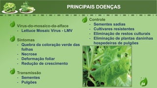 38
Vírus-do-mosaico-da-alface
- Lettuce Mosaic Vírus - LMV
Sintomas
- Quebra da coloração verde das
folhas
- Necrose
- Deformação foliar
- Redução de crescimento
Transmissão
- Sementes
- Pulgões
PRINCIPAIS DOENÇAS
Controle
- Sementes sadias
- Cultivares resistentes
- Eliminação de restos culturais
- Eliminação de plantas daninhas
hospedeiras de pulgões
 