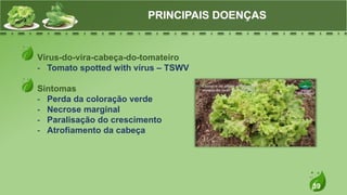 39
Vírus-do-vira-cabeça-do-tomateiro
- Tomato spotted with vírus – TSWV
Sintomas
- Perda da coloração verde
- Necrose marginal
- Paralisação do crescimento
- Atrofiamento da cabeça
PRINCIPAIS DOENÇAS
 