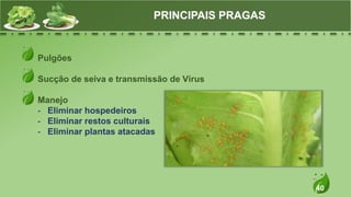 40
Pulgões
Sucção de seiva e transmissão de Vírus
Manejo
- Eliminar hospedeiros
- Eliminar restos culturais
- Eliminar plantas atacadas
PRINCIPAIS PRAGAS
 