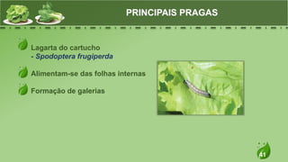41
Lagarta do cartucho
- Spodoptera frugiperda
Alimentam-se das folhas internas
Formação de galerias
PRINCIPAIS PRAGAS
 