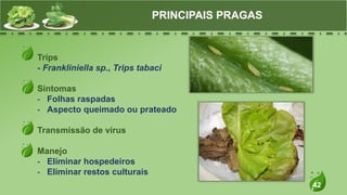 42
Trips
- Frankliniella sp., Trips tabaci
Sintomas
- Folhas raspadas
- Aspecto queimado ou prateado
Transmissão de vírus
Manejo
- Eliminar hospedeiros
- Eliminar restos culturais
PRINCIPAIS PRAGAS
 