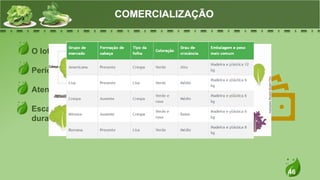46
O lote deve estar vendido antes da colheita
Período de vida pós-colheita muito curto
Atendimento a atacadistas e/ou varejistas locais
Escalonamento da produção para ter oferta
durante todo o ano
COMERCIALIZAÇÃO
 