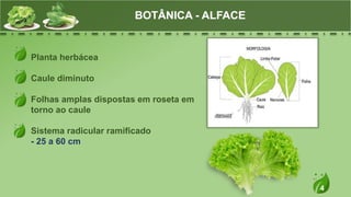 4
Planta herbácea
Caule diminuto
Folhas amplas dispostas em roseta em
torno ao caule
Sistema radicular ramificado
- 25 a 60 cm
BOTÂNICA - ALFACE
 