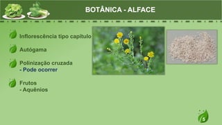 5
Inflorescência tipo capítulo
Autógama
Polinização cruzada
- Pode ocorrer
Frutos
- Aquênios
BOTÂNICA - ALFACE
 
