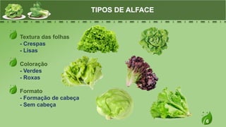 6
Textura das folhas
- Crespas
- Lisas
Coloração
- Verdes
- Roxas
Formato
- Formação de cabeça
- Sem cabeça
TIPOS DE ALFACE
 