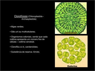 Clorofíceas (Chloroplastida -
             Archaeplastida)


• Algas verdes;

• São uni ou multicelulares;

• Organismos coloniais, sendo que cada
colônia apresenta um número fixo de
células – colônia cenobial;

• Clorofila a e b, carotenóides;

• Substância de reserva: Amido.
 