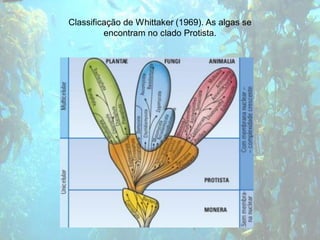 Classificação de Whittaker (1969). As algas se
         encontram no clado Protista.
 