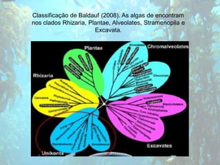 Classificação de Baldauf (2008). As algas de encontram
nos clados Rhizaria, Plantae, Alveolates, Stramenopila e
                       Excavata.
 