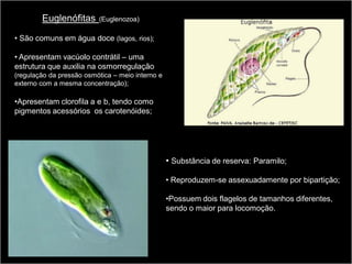 Euglenófitas      (Euglenozoa)

• São comuns em água doce (lagos, rios);

• Apresentam vacúolo contrátil – uma
estrutura que auxilia na osmorregulação
(regulação da pressão osmótica – meio interno e
externo com a mesma concentração);

•Apresentam clorofila a e b, tendo como
pigmentos acessórios os carotenóides;




                                                  • Substância de reserva: Paramilo;

                                                  • Reproduzem-se assexuadamente por bipartição;

                                                  •Possuem dois flagelos de tamanhos diferentes,
                                                  sendo o maior para locomoção.
 