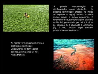 A      grande     concentração      de
                                dinoflagelados causa depleção        de
                                oxigênio (diminuição drástica no índice
                                de oxigênio na água), levando a morte
                                muitos peixes e outros organimos. O
                                fenômeno é causado por algum distúrbio
                                ambiental, geralmente por altos índices
                                de poluição. E é chamado FLORAÇÃO
                                (fig. à dir.). Outras algas também
                                produzem esse fenômeno.




As marés vermelhas também são
proliferações de algas
unicelulares. Podem liberar
toxinas, acumulando-as nos
níveis tróficos.
 