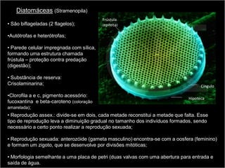 Diatomáceas (Stramenopila)
                                          Frústula
• São biflageladas (2 flagelos);          (epiteca)

•Autótrofas e heterótrofas;

• Parede celular impregnada com sílica,
formando uma estrutura chamada
frústula – proteção contra predação
(digestão);

• Substância de reserva:
Crisolaminarina;                                                                     Cíngulo

•Clorofila a e c, pigmento acessório:
                                                                               Hipoteca
fucoxantina e beta-caroteno (coloração
amarelada);
• Reprodução assex.: divide-se em dois, cada metade reconstitui a metade que falta. Esse
tipo de reprodução leva a diminuição gradual no tamanho dos indivíduos formados, sendo
necessário a certo ponto realizar a reprodução sexuada;

• Reprodução sexuada: anterozóide (gameta masculino) encontra-se com a oosfera (feminino)
e formam um zigoto, que se desenvolve por divisões mitóticas;

• Morfologia semelhante a uma placa de petri (duas valvas com uma abertura para entrada e
saída de água.
 