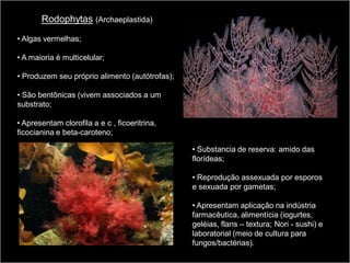 Rodophytas (Archaeplastida)
                        ca)
• Algas vermelhas;

• A maioria é multicelular;

• Produzem seu próprio alimento (autótrofas);

• São bentônicas (vivem associados a um
substrato;

• Apresentam clorofila a e c , ficoeritrina,
ficocianina e beta-caroteno;

                                                • Substancia de reserva: amido das
                                                florídeas;
                                                                               Cíngulo
                                                • Reprodução assexuada por esporos
                                                e sexuada por gametas;
                                                                        Hipoteca
                                                • Apresentam aplicação na indústria
                                                farmacêutica, alimentícia (iogurtes,
                                                geléias, flans – textura; Nori - sushi) e
                                                laboratorial (meio de cultura para
                                                fungos/bactérias).
 