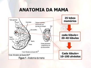 ANATOMIA DA MAMA
               25 lobos
               mamários




             cada lóbulo=
             20-40 lóbulos




              Cada lóbulo=
             10-100 alvéolos
 