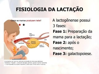 FISIOLOGIA DA LACTAÇÃO

            A lactogênense possui
            3 fases:
            Fase 1: Preparação da
            mama para a lactação;
            Fase 2: após o
            nascimento;
            Fase 3: galactopoiese.
 