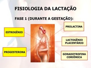 FISIOLOGIA DA LACTAÇÃO

      FASE 1 (DURANTE A GESTAÇÃO):

                              PROLACTINA

ESTROGÊNIO


                              LACTOGÊNIO
                              PLACENTÁRIO


PROGESTERONA
                            GONADOTROFINA
                              CORIÔNICA
 
