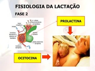 FISIOLOGIA DA LACTAÇÃO
FASE 2
               PROLACTINA




 OCITOCINA
 