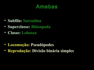 Amebas
• Subfilo: Sarcodina
• Superclasse: Rhizopoda
• Classe: Lobosea
• Locomoção: Pseudópodes
• Reprodução: Divisão binária simples

 