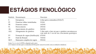 ESTÁGIOS FENOLÓGICO
 